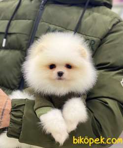 Teacup Pomeranian Boo Miniğimiz 4