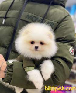 Teacup Pomeranian Boo Miniğimiz 2