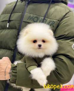 Teacup Pomeranian Boo Miniğimiz