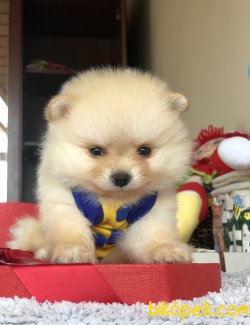 Teacup Pomeranian Boo Yavrularımız 4