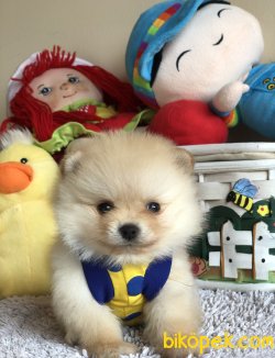 Teacup Pomeranian Boo Yavrularımız 1