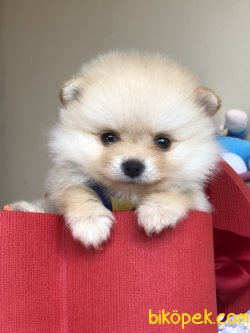 Teacup Pomeranian Boo Yavrularımız 2