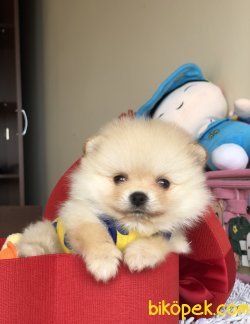 Teacup Pomeranian Boo Yavrularımız 3