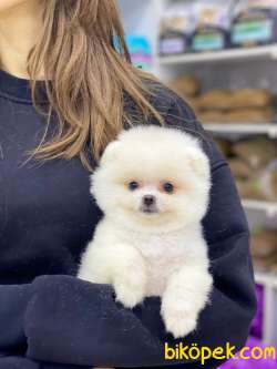 Teacup Pomeranian Boo Yavrumuz 2