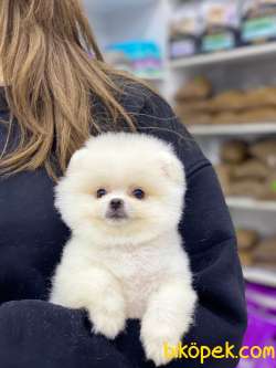 Teacup Pomeranian Boo Yavrumuz 5