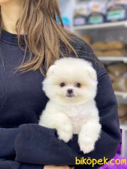 Teacup Pomeranian Boo Yavrumuz