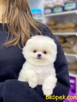 Teacup Pomeranian Boo Yavrumuz 3