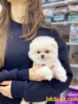 Teacup Pomeranian Boo Yavrumuz 4