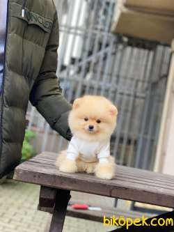 Teacup Pomeranian Boo Yavrumuz 3