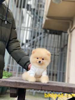 Teacup Pomeranian Boo Yavrumuz 4