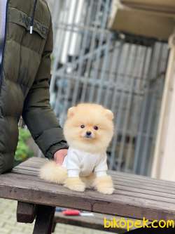 Teacup Pomeranian Boo Yavrumuz 2