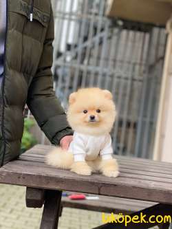 Teacup Pomeranian Boo Yavrumuz