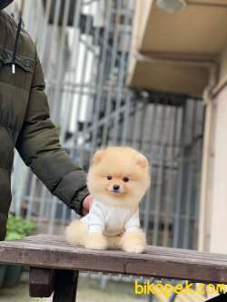 Teacup Pomeranian Boo Yavrumuz 5