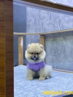 Teacup Pomeranian Boo Yavrumuz 3