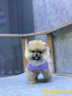 Teacup Pomeranian Boo Yavrumuz