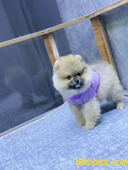 Teacup Pomeranian Boo Yavrumuz 2