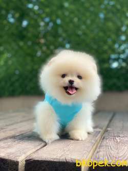 Teacup Pomeranian Boo Yavrumuz