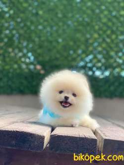 Teacup Pomeranian Boo Yavrumuz 3