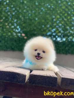 Teacup Pomeranian Boo Yavrumuz 5