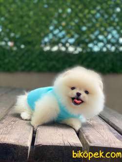 Teacup Pomeranian Boo Yavrumuz 4