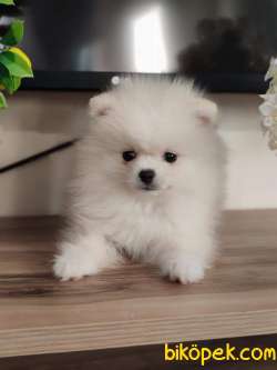 TEACUP POMERANİAN YAVRUMUZ 3