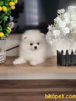 TEACUP POMERANİAN YAVRUMUZ 2