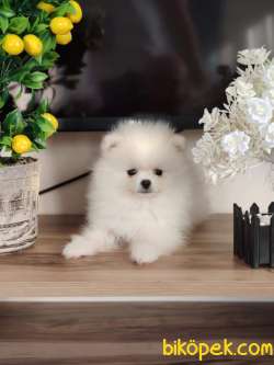 TEACUP POMERANİAN YAVRUMUZ 1