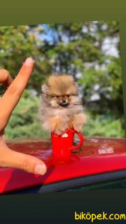 Teacup  Pomerian Oğlumuz 2