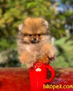 Teacup  Pomerian Oğlumuz 1