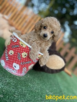 TEACUP POODLE BEBEKLER DİŞİ ERKEK 2