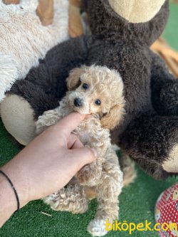 TEACUP POODLE BEBEKLER DİŞİ ERKEK 3