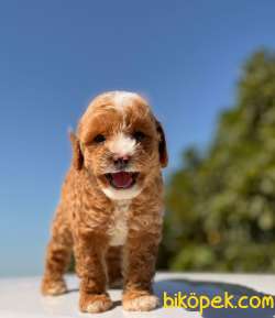 Teacup Poodle Bebeklerimiz 2