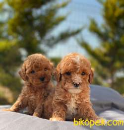 Teacup Poodle Bebeklerimiz 1