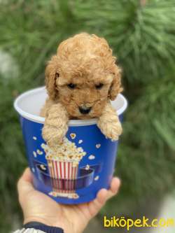 TeaCup Poodle (Dişi&Erkek) 2
