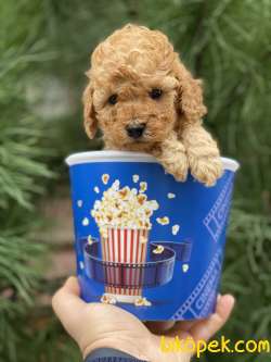 TeaCup Poodle (Dişi&Erkek) 4