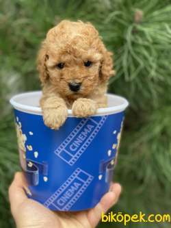 TeaCup Poodle (Dişi&Erkek) 1