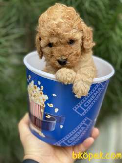 TeaCup Poodle (Dişi&Erkek) 3