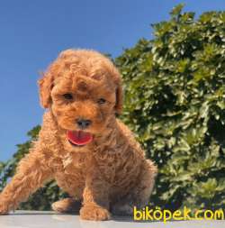 TEACUP POODLE RED DİŞİ YAVRUMUZ 5