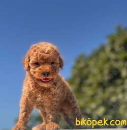 TEACUP POODLE RED DİŞİ YAVRUMUZ 4
