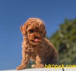 TEACUP POODLE RED DİŞİ YAVRUMUZ 2