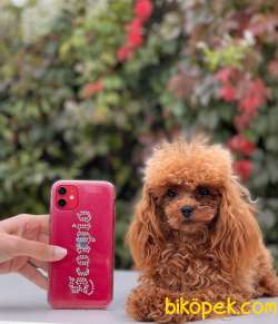 TEACUP POODLE YAVRULAR 1