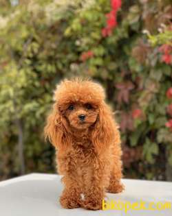 TEACUP POODLE YAVRULAR 4