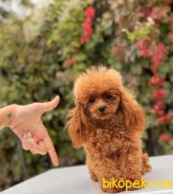 TEACUP POODLE YAVRULAR 3