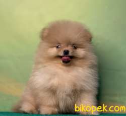 TEACUP SAFKAN TEDDYBEAR GÜLEN YÜZ POMERANİAN BOO 1