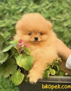 TEACUP SAFKAN TEDDYBEAR GÜLEN YÜZ POMERANİAN BOO 3