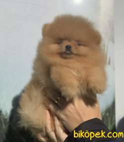 TEACUP SAFKAN TEDDYBEAR GÜLEN YÜZ POMERANİAN BOO 4