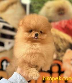 TEACUP SAFKAN TEDDYBEAR GÜLEN YÜZ POMERANİAN BOO 5