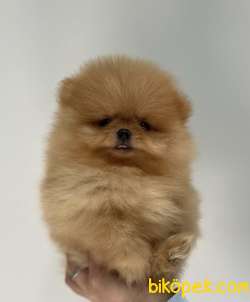 TEACUP SAFKAN TEDDYBEAR GÜLEN YÜZ POMERANİAN BOO 2