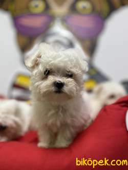 Orjinal  Maltese Terrier Yavrular 3