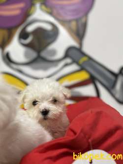 Orjinal  Maltese Terrier Yavrular 1